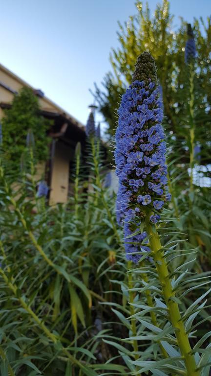 Vasilion Agrotourism Villa Polis Kültér fotó